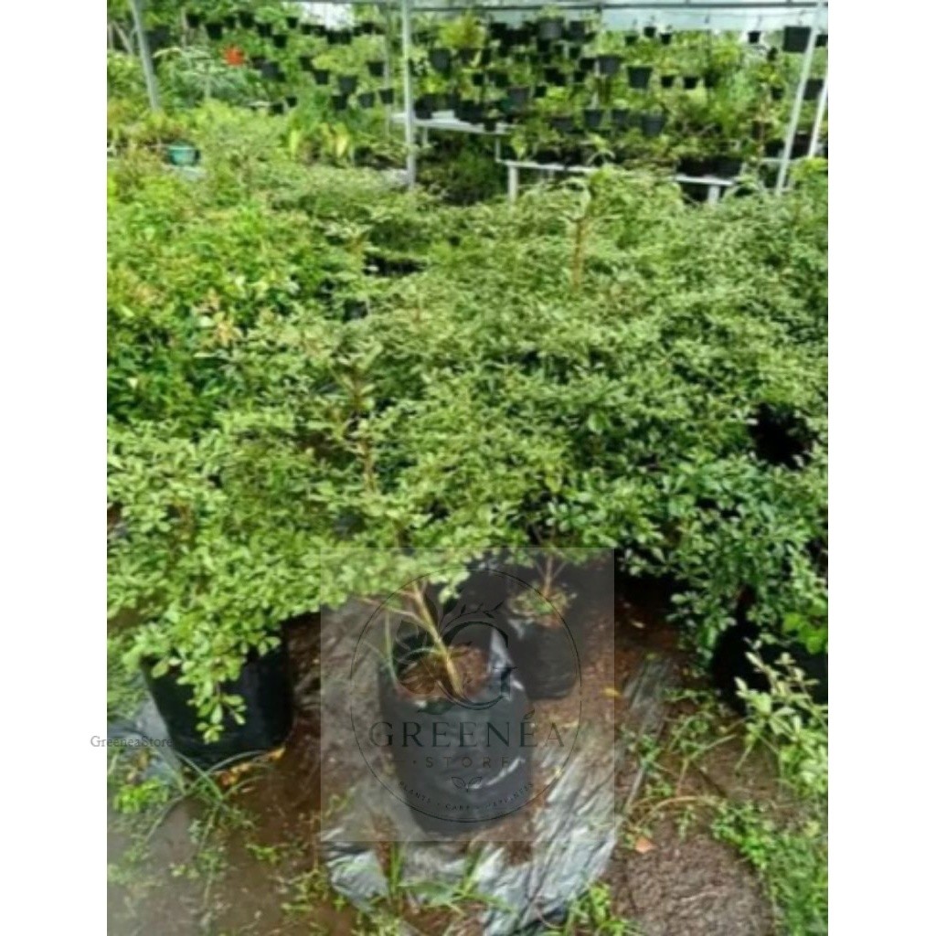 Pohon Ketapang Kencana/Bibit Ketapang Kencana/Tanaman Hias Ketapang Kencana