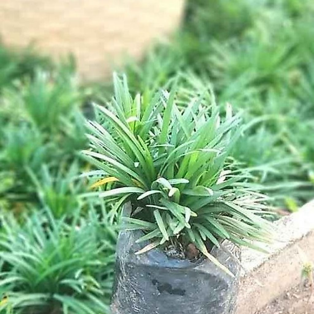 Pohon Kucai Mini Tanaman Kucai Mini Pengganti Rumput Dan Pengganti Rumput Gajah Siap Tanam