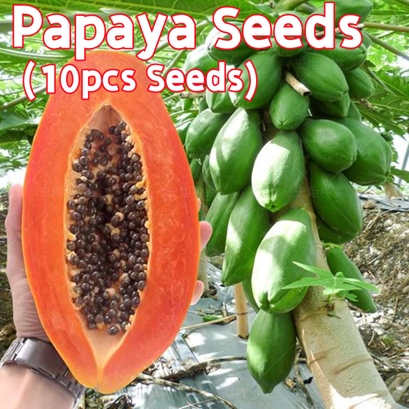 100% Fresh Seeds Sweet Papaya Seeds for Planting Fruits Rare Bonsai Papaya Seeds for Sale Organic Pa