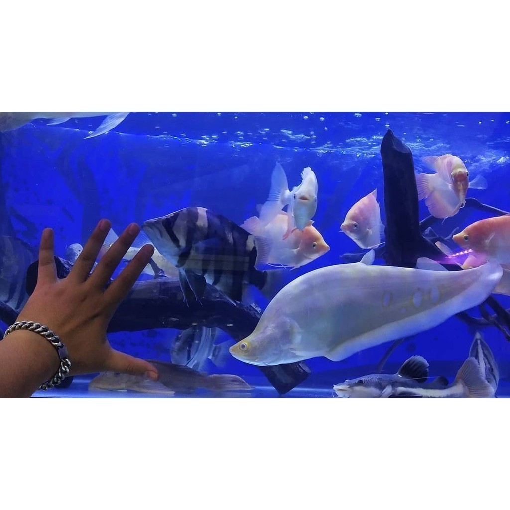 hiasan aquarium belida 8-10 cm bangkok albino brown kebutuhan akuarium tankmate comtank spesial peli