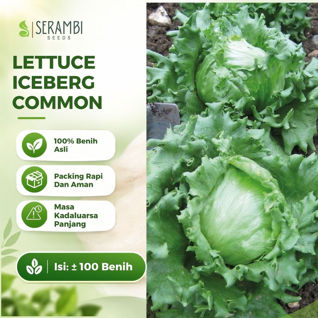 100 Benih Lettuce Iceberg Common Selada Iceberg