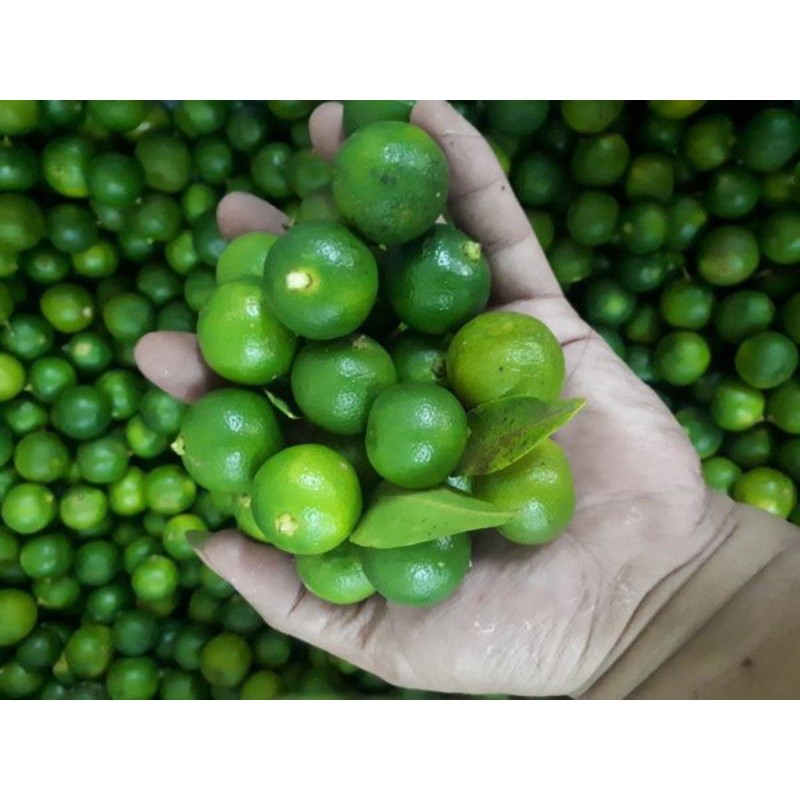 

jeruk sonkit/lemon Cui/ kietna/ kasturi