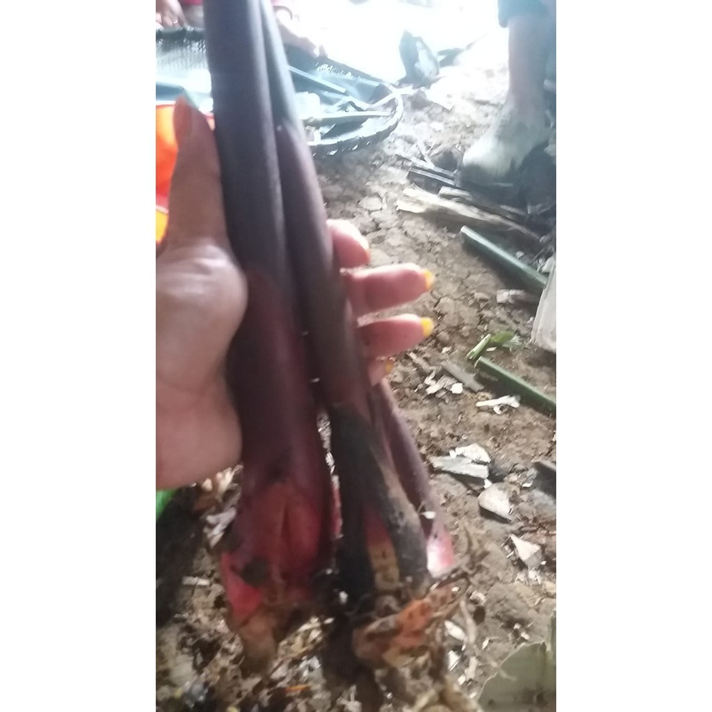 Bibit Kecombrang, Bibit kecombrang Honje, Bibit Kecombrang Sayur, Bibit Kecombrang Super Segar Pink