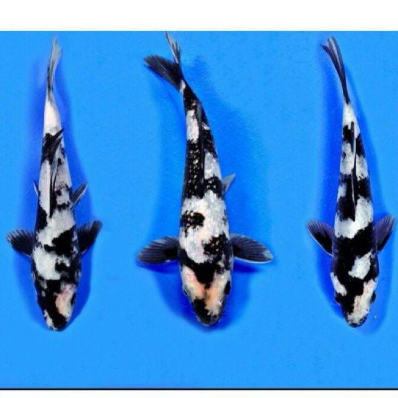 Hobi KOI SHIRO 3 EKOR SUPER  CANTIK BLITAR