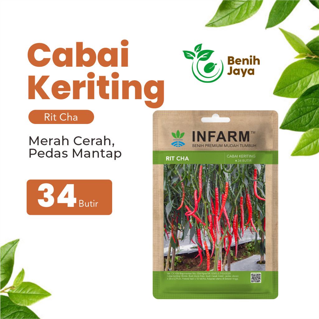 BENIH JAYA - Benih Cabai Keriting Ritcha, Benih Unggul Cabe Keriting Hibrida Bibit Super Cabe Keriti