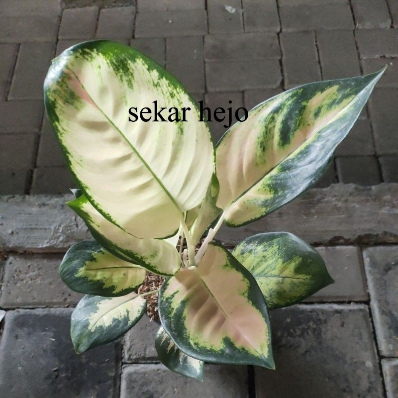 aglonema kochin escada