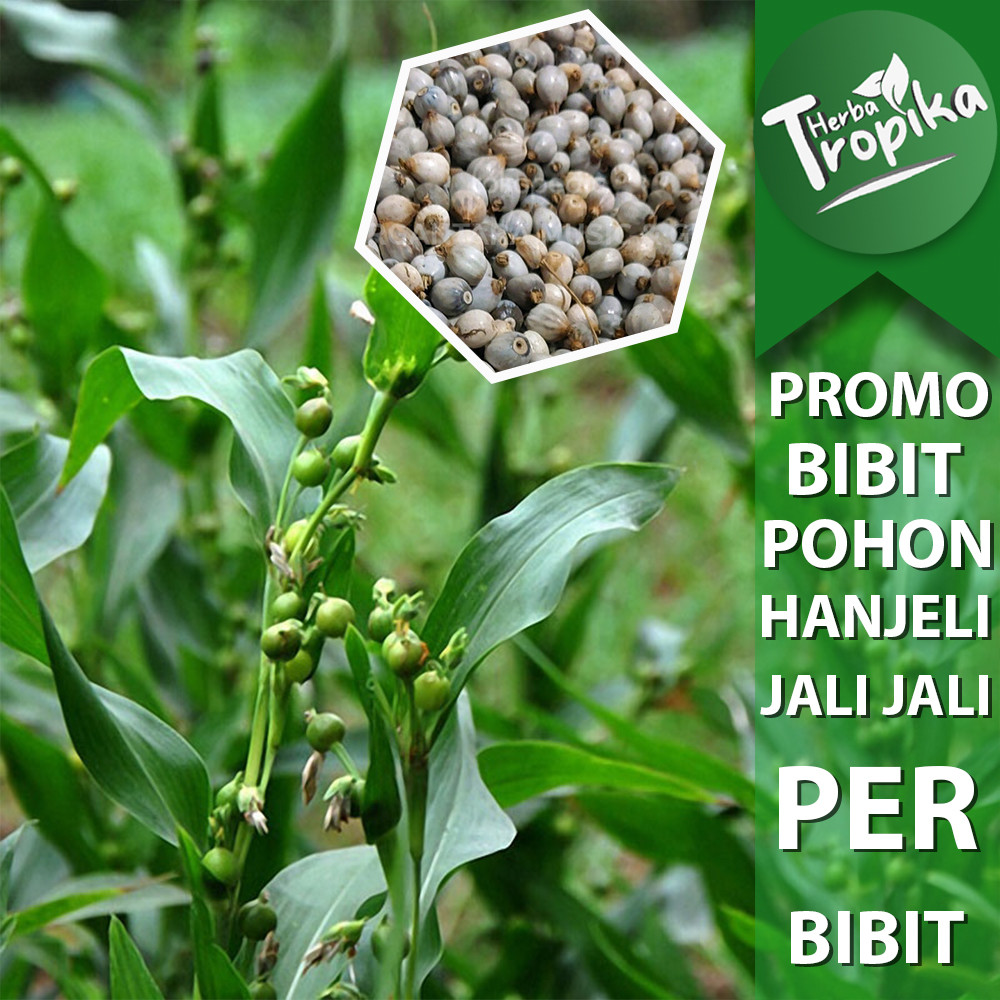 Bibit tanaman herbal pohon hanjeli jali jali toko herba tropika