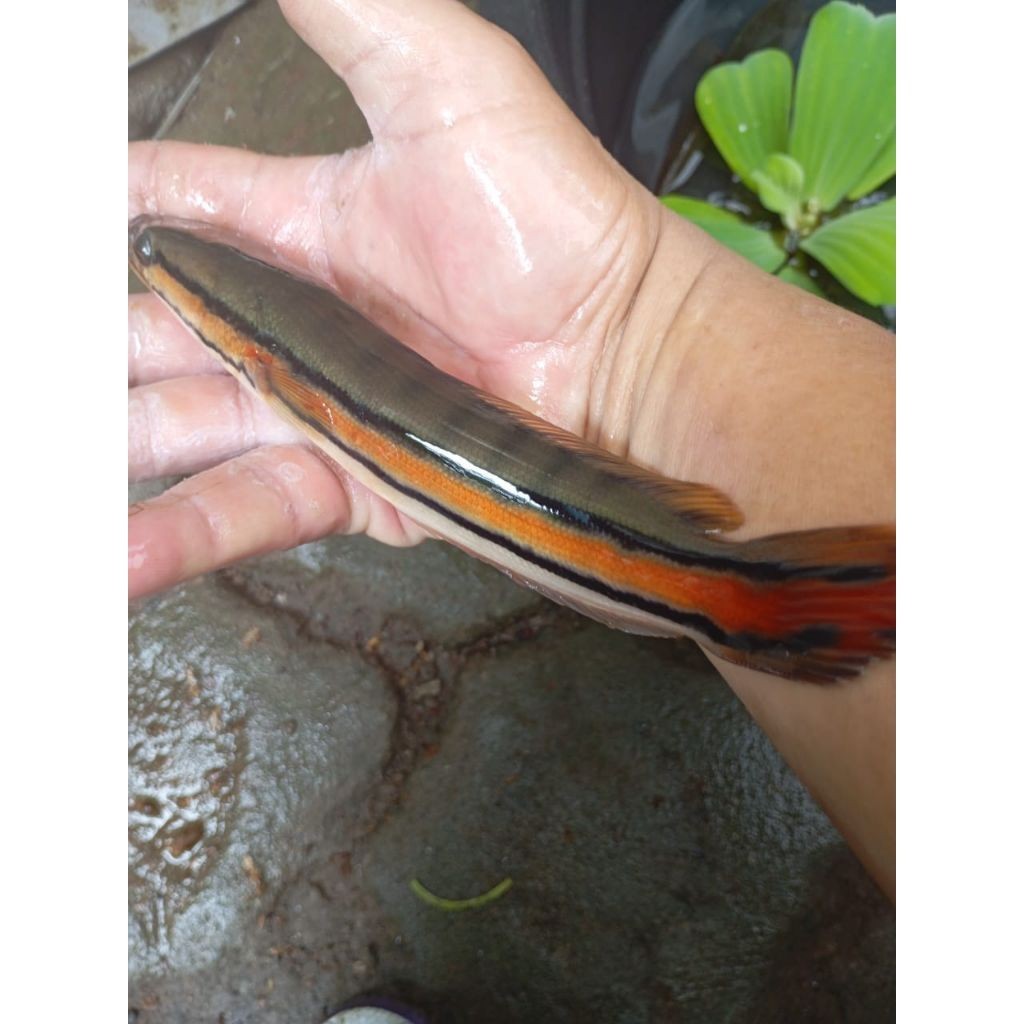 bibit ikan toman ukuran 17 - 20 cm per ekor