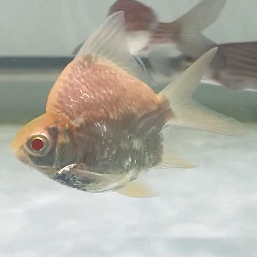 Kaviat short body king Albino grade A