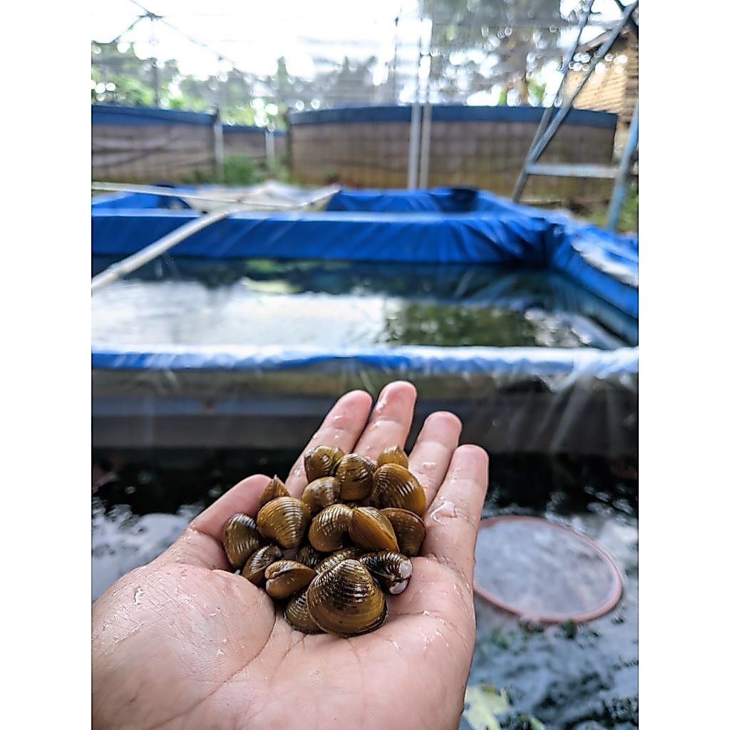 kerang remis kuning ukuran besar 10 pcs/hidup/air tawar