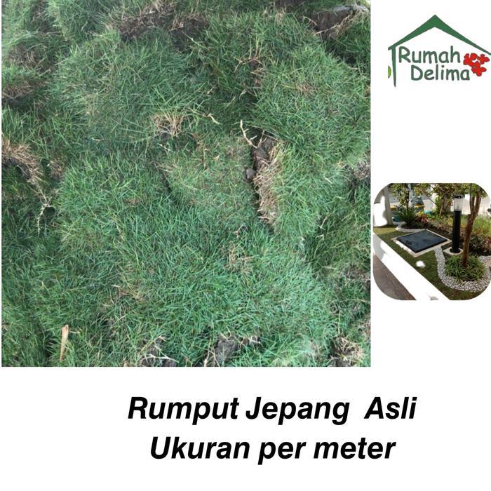 (READY STOK) rumput jepang asli (TERLARIS)
