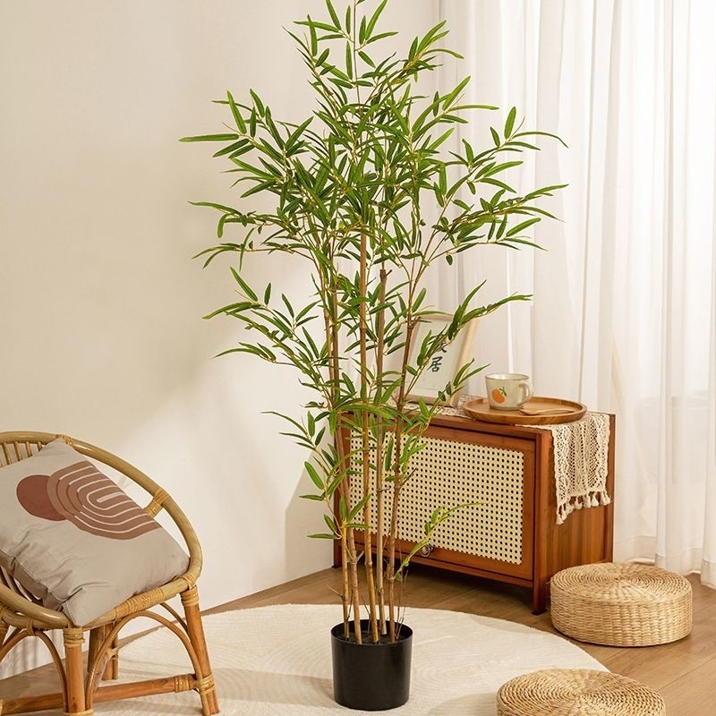 Promo COD tanaman hias indoor bambu kuning cendani 1-1,5 Meter - bambu kuning cendani ruas pendek - 