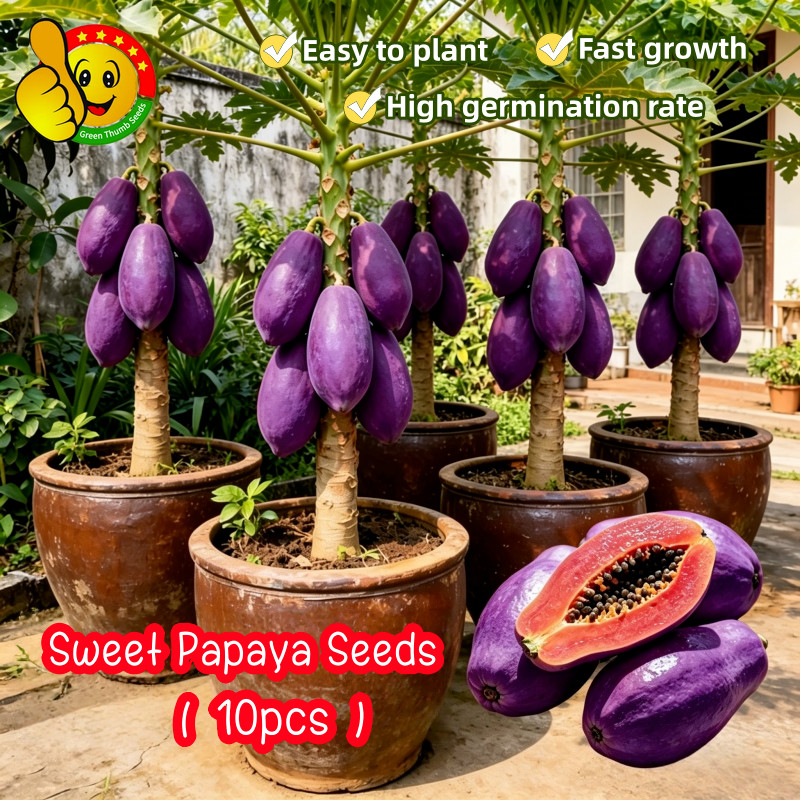 100% Fresh Sweet Papaya Seeds for Planting Fruits Rare Bonsai Purple Papaya Seeds for Sale Organic P