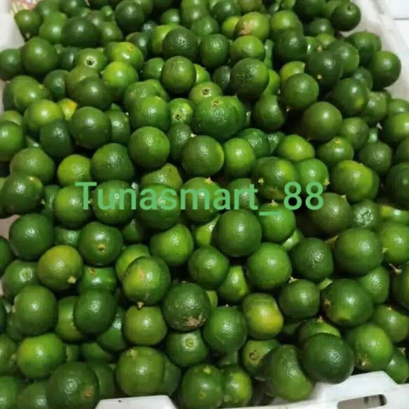 SONKIT/JERUK SONKIT/JERUK KASTURI/LEMON CUI