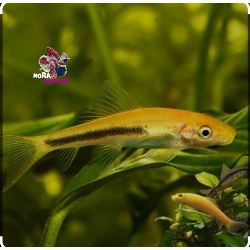 Ikan Hias Algaeter/ CAE PEMAKAN ALGA  AQUASCAPE/Aquarium pembersih