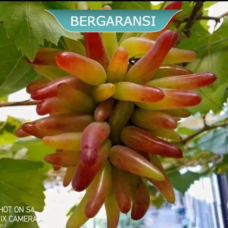 Bibit Anggur Import Helloween Valid Super Cepat Berbuah & Manis - CHETOZ