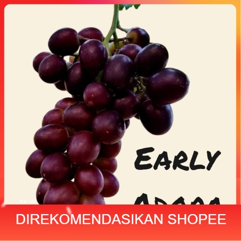 Bibit Anggur Early Adora