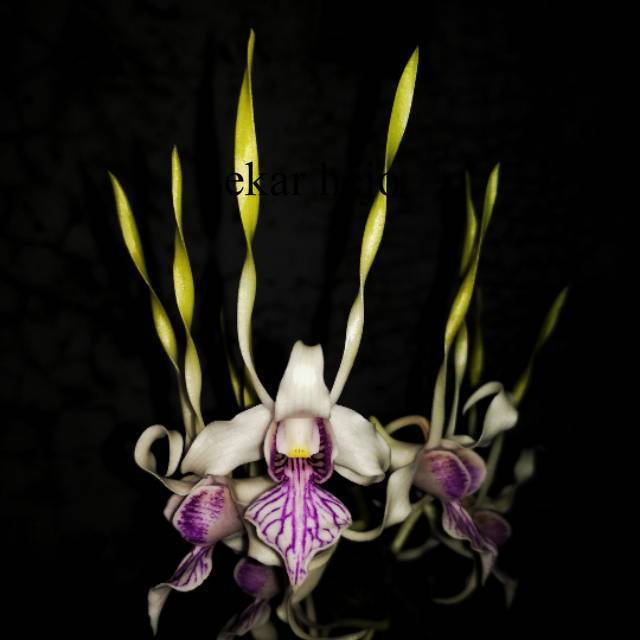 Bibit - Seedling Dendrobium Stratiotes (dendrobium melintir / Kriting)
