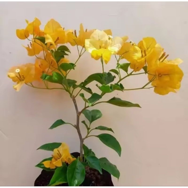 Tanaman hias bougenville monalisa kuning - bougenville bunga kuning