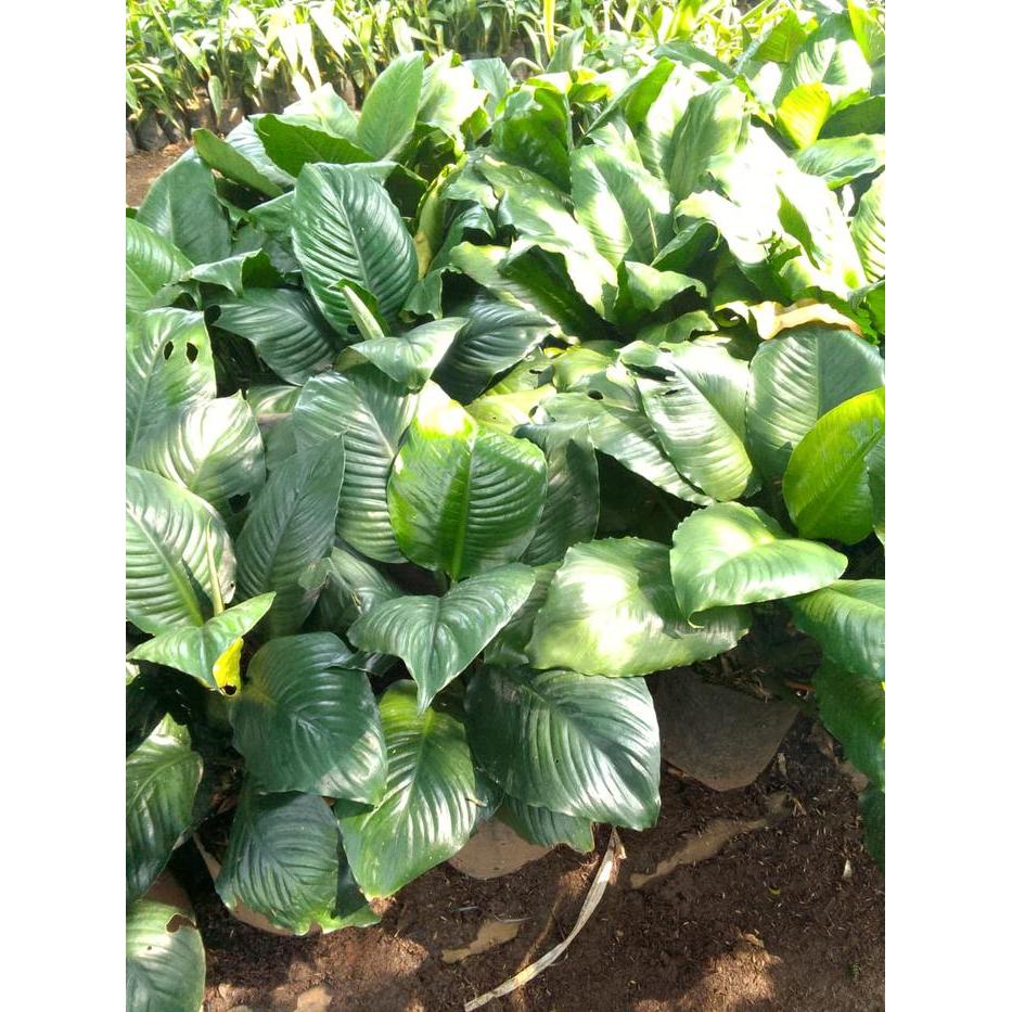 TANAMAN HIAS SPATU FILUM MANALOA UKURAN BESAR - PEACH LILY MANALOA - SPATHIFILUM BANGKOK