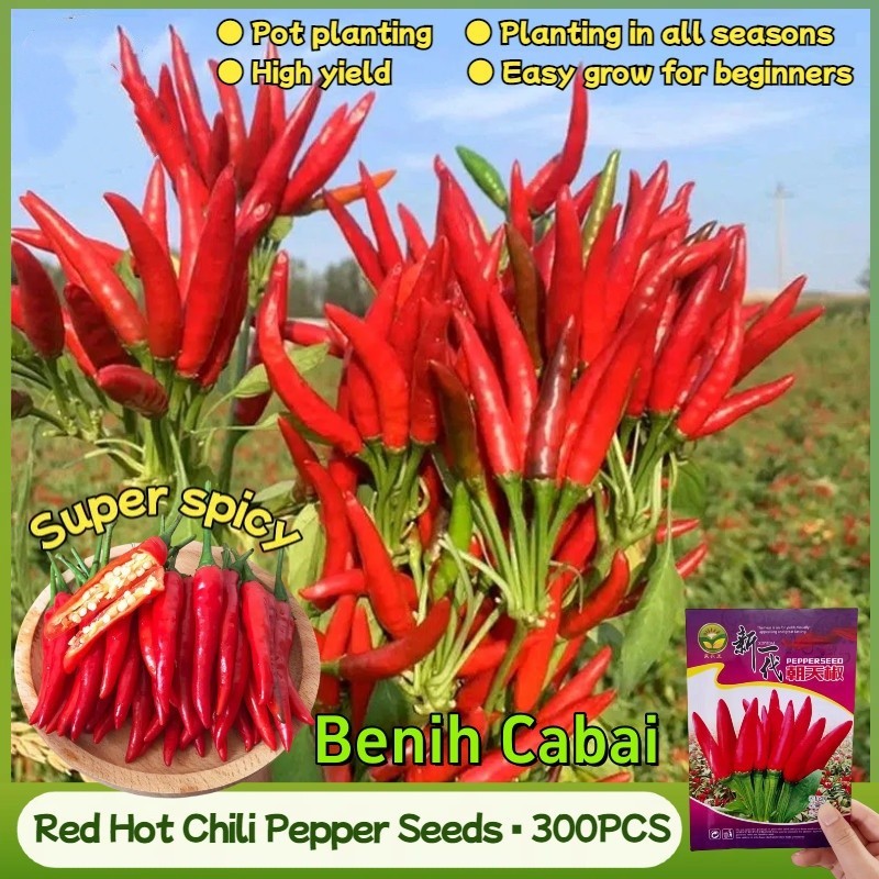 100% Biji Cabai Merah Segar Biji Labuyo Siling (300 Pcs/tas) Biji Cabai Super Organik