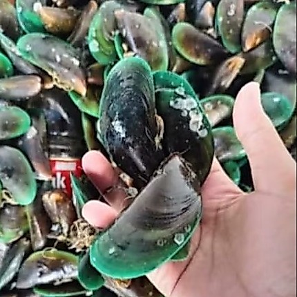 KERANG IJO CANGKANG