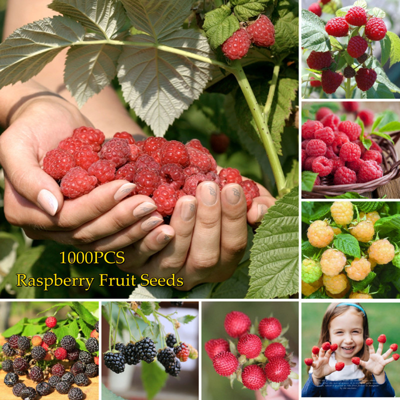 Raspberry Seeds for Planting (1000 Seeds Per Bag) Nutritious Delicious Raspberry Fruit Seeds Flower 