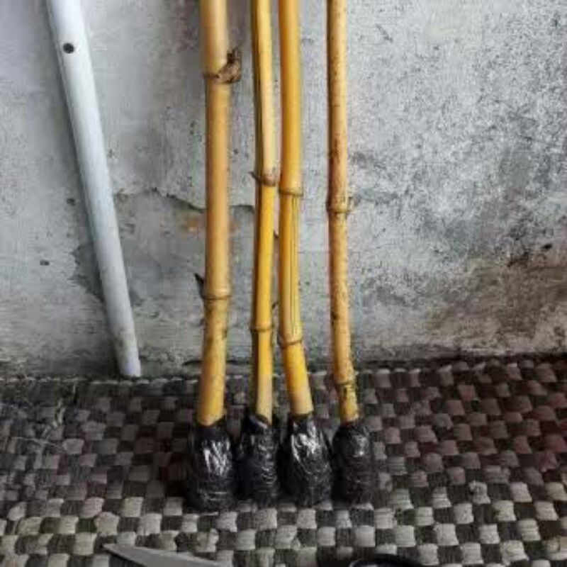 Bambu Kuning Mini, Bambu Kuning Hias, Bambu Kuning Tanaman Hias, Bambu Kuning Asli