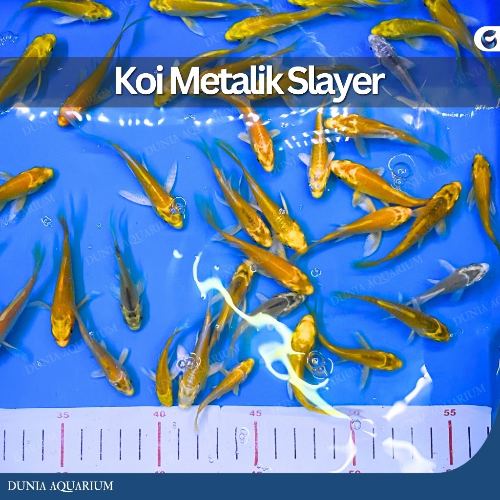 Hobi Koi Metalik Slayer / Koi Metalik Kumpay