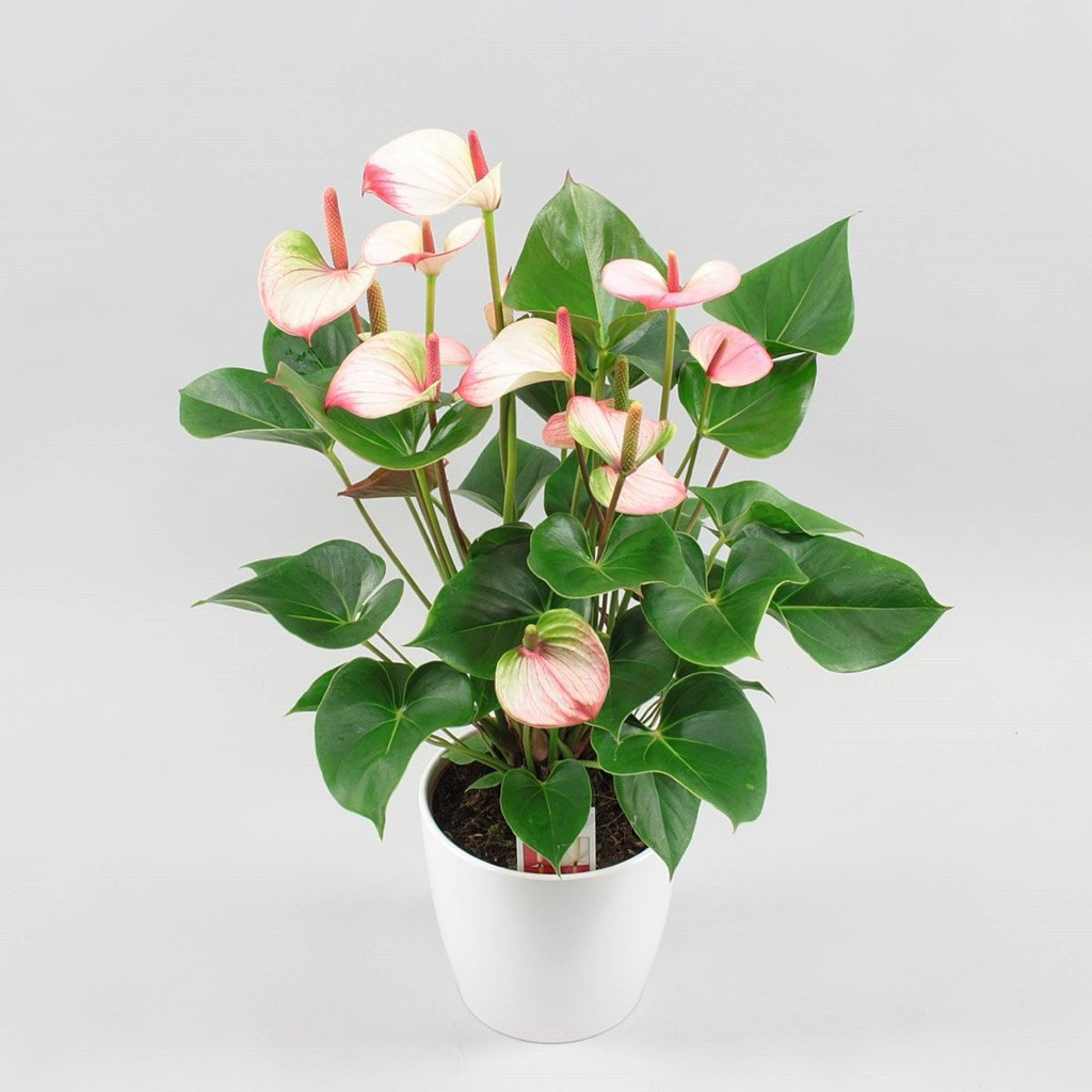 tanaman hias anthurium miky mouse mini - anthurium miky mouse mini bubble gum