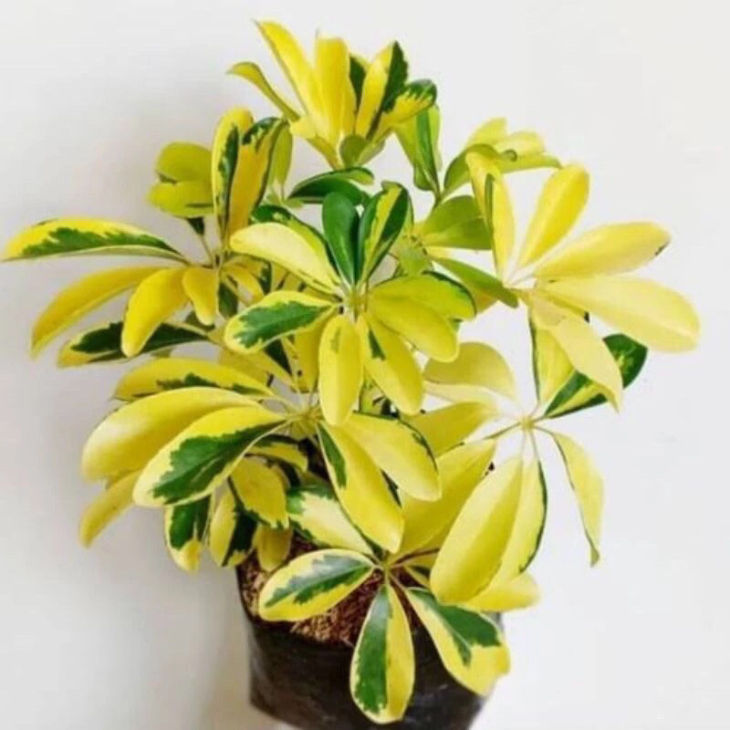 Tanaman hias walisongo golden varigata - daun walisongo varigata