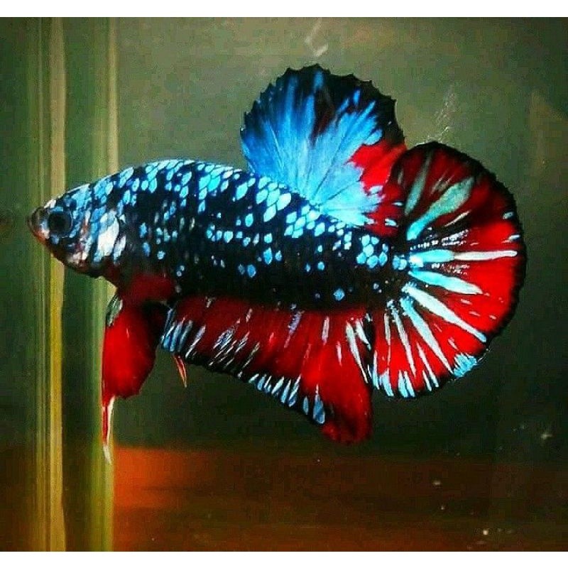 PROMO BESAR AVATAR GORDON REAL PICK