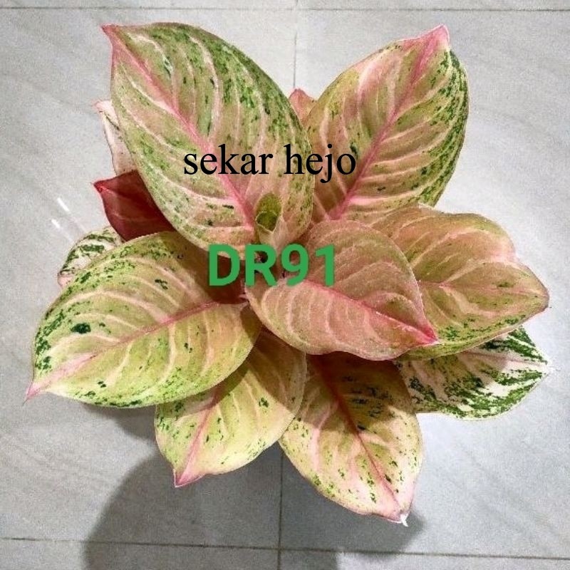 AGLAONEMA BIDADARI DEWASA