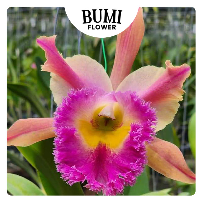 Anggrek Rlc. Thamai Glory 'clone #001' CATTLEYA TAIWAN remaja / dewasa (sudah berbunga berkali-kali)