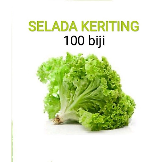 selada keriting selada kriting selada keriting benih selada keriting hidroponik selada hijau