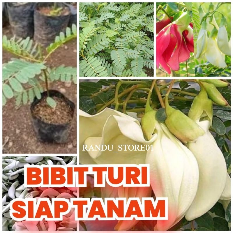 [Bonus Pupuk] Bibit Turi putih sayur kembang turi