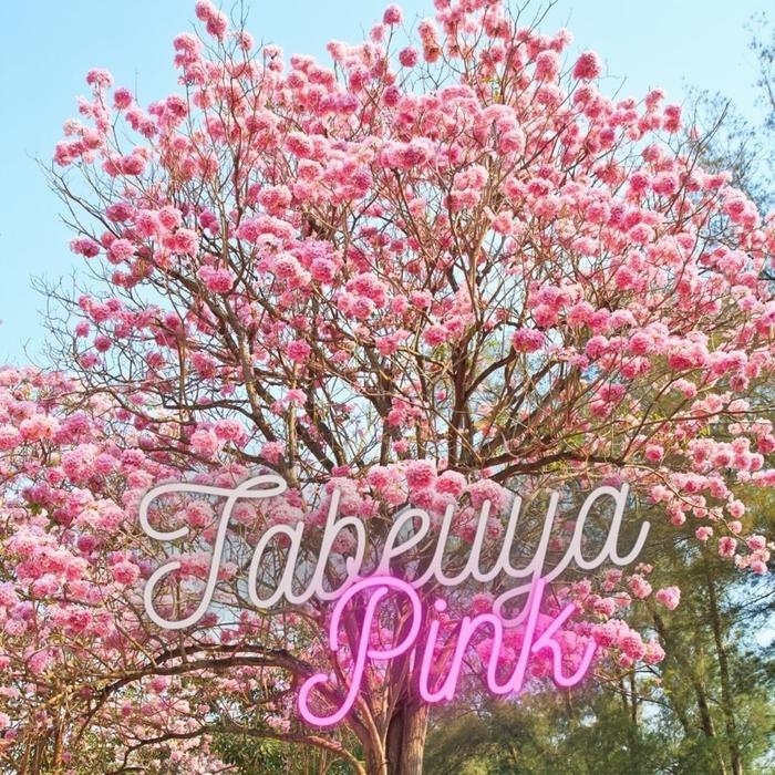 Tanaman Hias Tabebuya Bunga Pink - Bunga Sakura - Tanaman hias Sakura Bunga pink - Bunga Sakura - Bu