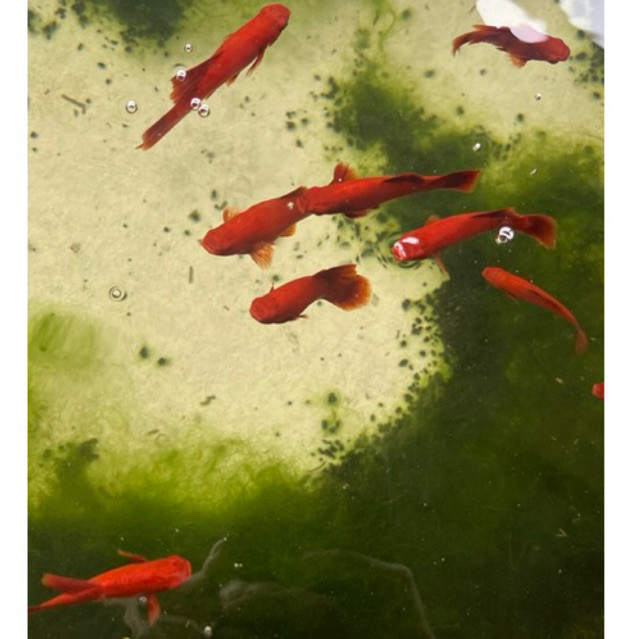 Ikan Albino Bloodred Platy/ Platy Albino