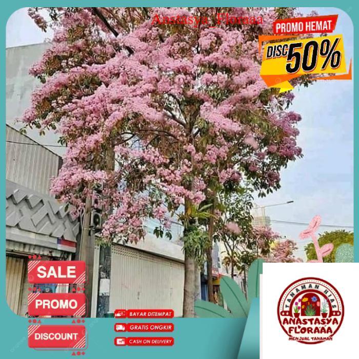 AN03 POHON TABEBUYA 3 METER ROSEA PINK