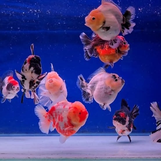 Promo Segala jenis MasKoki 6-7 cm Goldfish ORANDA RANCHU BLACK MORE MUTIARA