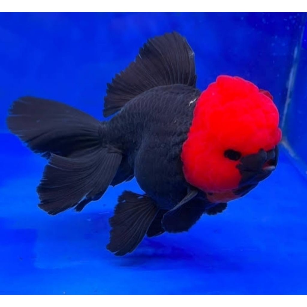 Aksesoris Aquarium Oranda Tancho Oranda Black Red Head Tancho Goldfish Size M Hiasan Aquarium |Ikan 