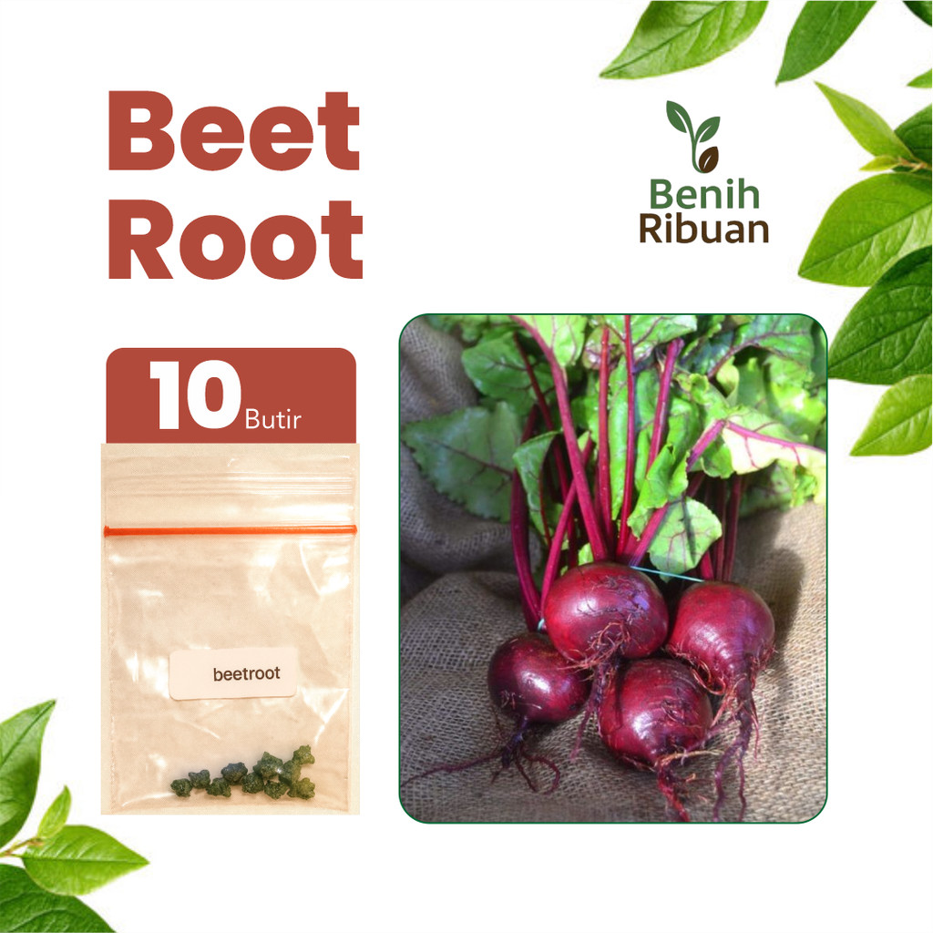 BENIH RIBUAN - Benih Buah Bit Merah Super Benih Beetroot Unggul Bibit Umbi Merah Berkualitas
