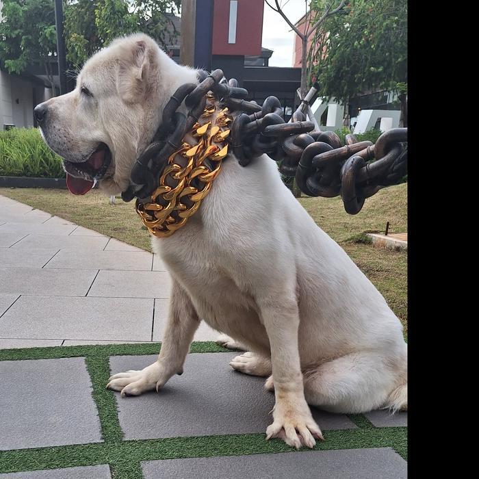 [WIZDOM] Rantai Kalung Anjing besar , kalung jumbo gold edisi sultan