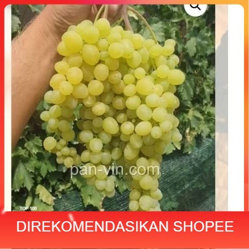 bibit anggur PERFUME RS IMPORT Kobber 5bb/so4/coudrex 1613