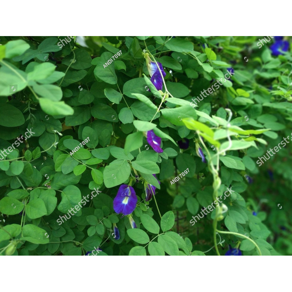 RBS bibit bunga telang biru bunga telang UNGU