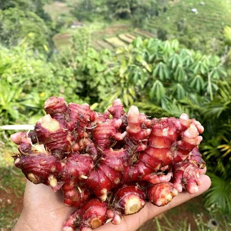 JAHE MERAH SUPER PILIHAN 1KG / Jahe Merah 1kg