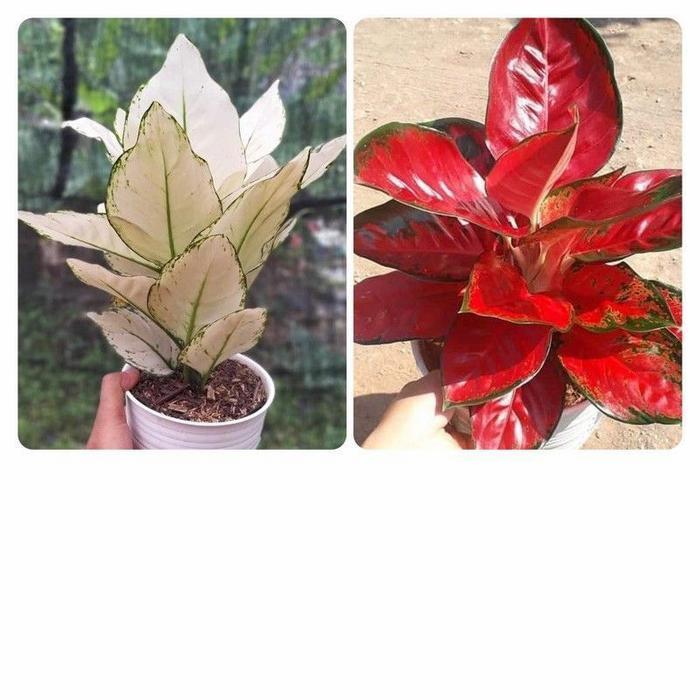 2 BONGGOL AGLONEMA suksom Jaipong,Suksom White-bunga hidup