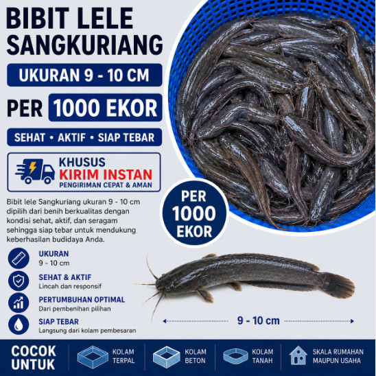 Bibit Lele Sangkuriang Ukuran 9–10 cm Per 1000 Ekor | Benih Lele Berkualitas Siap Tebar/ bibit ikan 