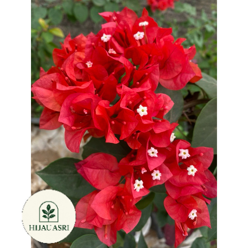 ( BISA BAYAR DI TEMPAT ) Bougenville Red Mega Bunga Merah Segar