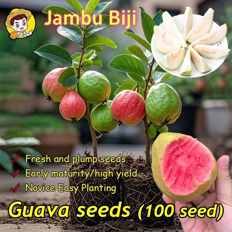 (Perkecambahan Tinggi, 60 Buah) Biji Jambu Biji Bonsai Hasil Tinggi Biji Buah Tropis Taiwan Biji Jam
